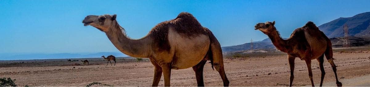 game0ntro_007 사우디 게임 투자1