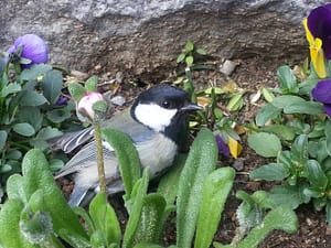 쉬었다가 가렴,기운차린 새,대화