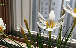 멘토링 프로그램, 멘토링 제도, 멘토 준비