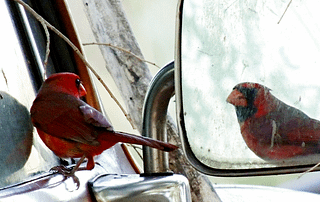 멘토링의 관계,멘토교육,멘토역할