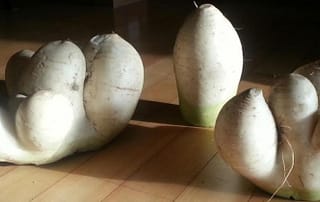 시도, try, 트라이, 그라운드