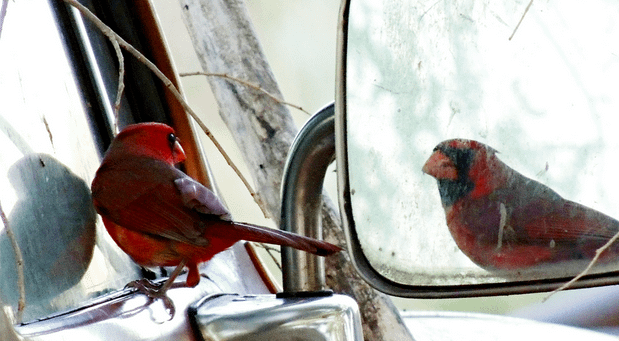 멘토링의 관계,멘토교육,멘토역할