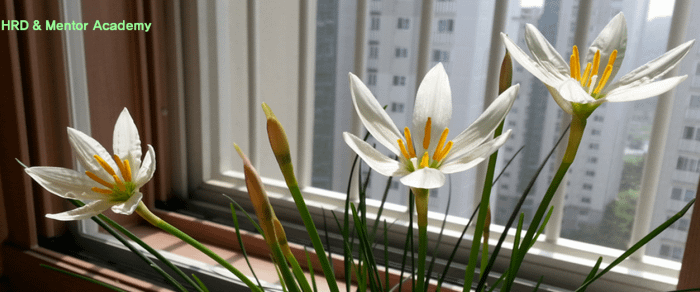 멘토링 프로그램, 멘토링 제도, 멘토 준비