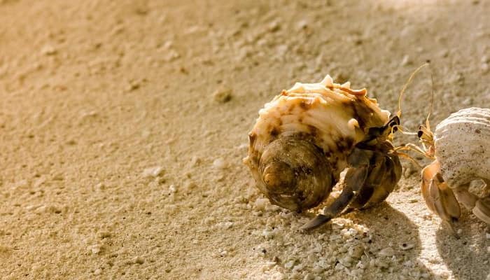 대화, 멘토링 대화