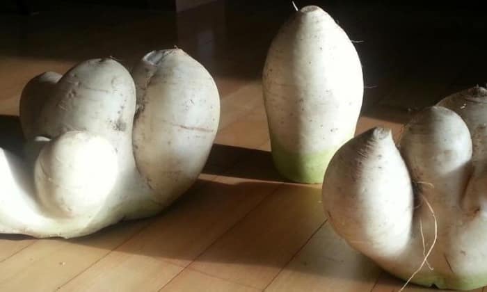 시도, try, 트라이, 그라운드